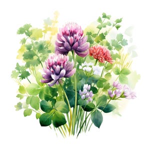 Clipart fleurs de trèfle, images de bouquet de trèfle, 10 cliparts aquarelle, fichiers JPG imprimables, téléchargement immédiat, usage commercial, créations en papier