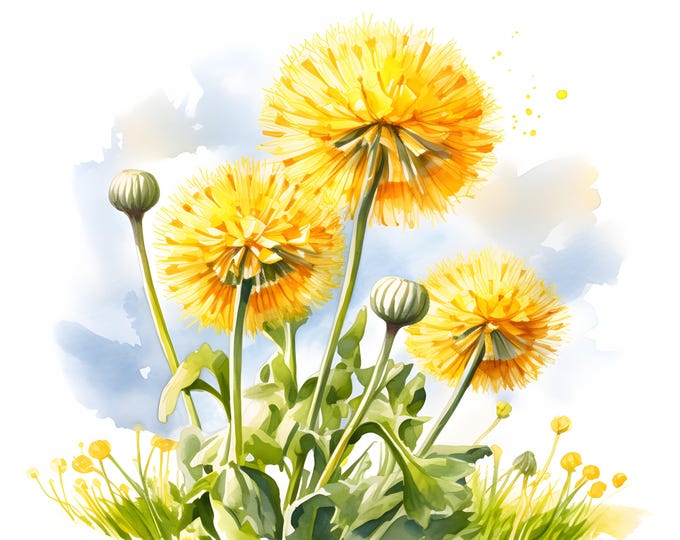Dandelions Clipart, Wildflowers Images, 10 Watercolor Clip Art, Printable JPGs, Instant Download, Commercial Use, Paper craft