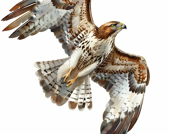 Hawk Clipart, Red-Tailed Hawk Images, 10 Watercolor Clip Art, Printable JPGs, Instant Download, Commercial Use, Paper craft
