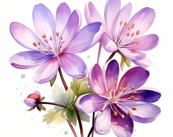 Hepatica Clipart, Liverwort, Spring Flowers Images, 10 Watercolor Clip Art, Printable JPGs, Instant Download, Commercial Use