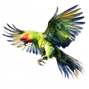 Watercolor Parrot Clipart: Tropical Bird Images, Commercial Use (JPGs, Digital Download)