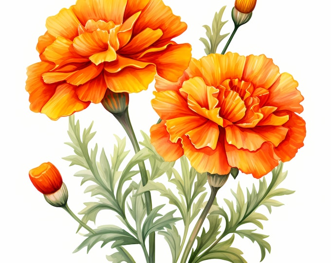 Marigold Flowers Clipart, Marigold Bouquet Images, 10 Watercolor Clip Art, Printable JPGs, Instant Download, Commercial Use, Paper craft
