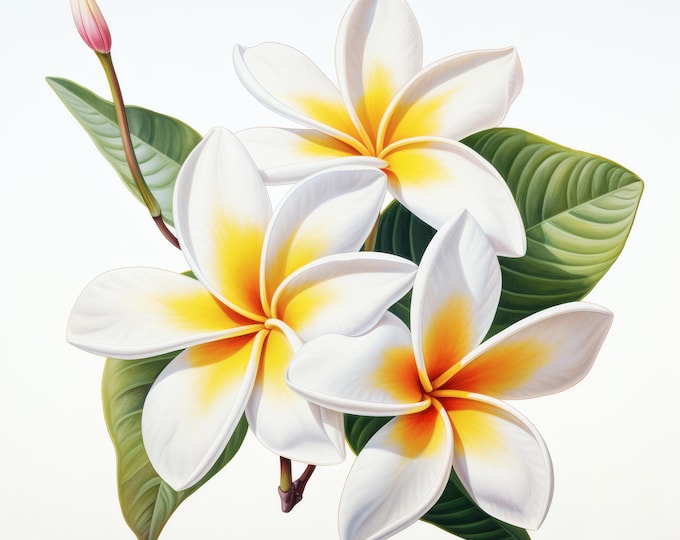 Plumeria Flower Clipart, Tropical Floral Images, 10 Watercolor Clip Art, Printable JPGs, Instant Download, Commercial Use, Paper craft