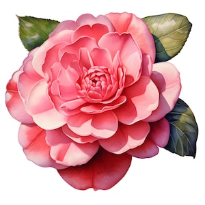 Camellia Clipart, Camellias Flowers Images, 10 Watercolor Clip Art, Printable JPGs, Instant Download, Commercial Use, Paper craft