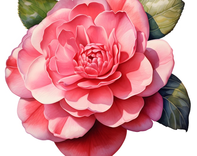 Camellia Clipart, Camellias Flowers Images, 10 Watercolor Clip Art, Printable JPGs, Instant Download, Commercial Use, Paper craft