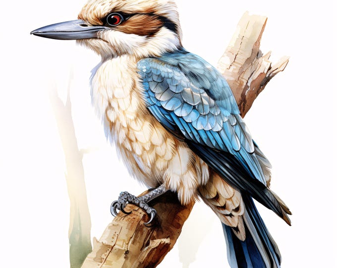 Watercolor Kookaburra Clipart: Australian Bird JPG Images (Commercial Use, Digital Download)
