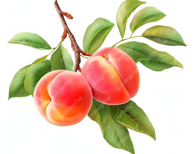 Peach Clipart, Peach Branch Images, 10 Watercolor Clip Art, Printable JPGs, Instant Download, Commercial Use, Paper craft