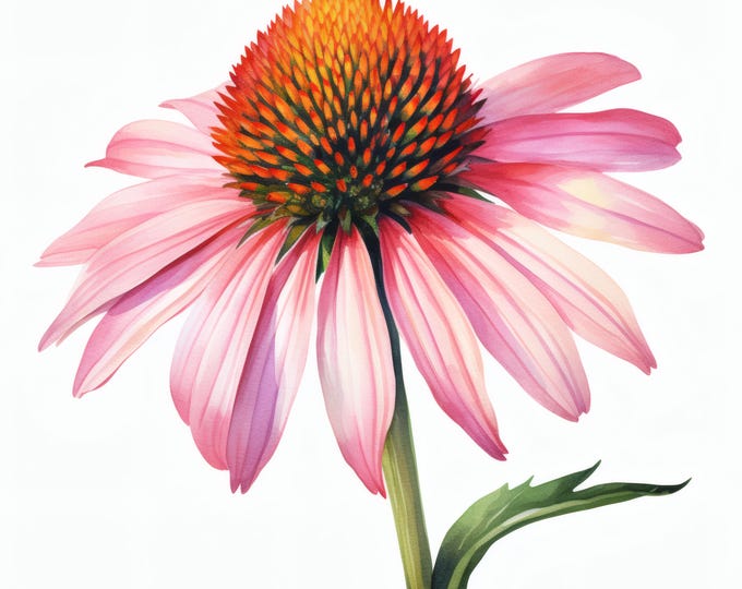 Echinacea Flower Clipart, Pink Coneflower Images, 10 Watercolor Clip Art, Printable JPGs, Instant Download, Commercial Use, Paper craft