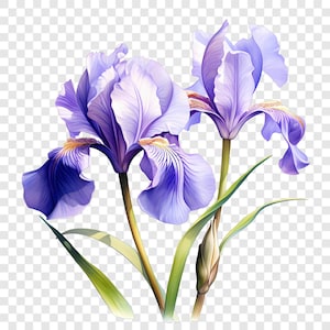 May include: A watercolour illustration of two purple iris flowers with green stems and leaves. The petals have a gradient of purple and white, with yellow and orange accents near the centre. The flowers are in full bloom.