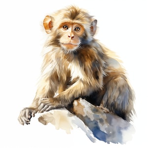 May include: A watercolor painting of a young monkey sitting on a rock. The monkey has brown fur and a light brown face. The monkey is looking at the viewer with its big brown eyes.