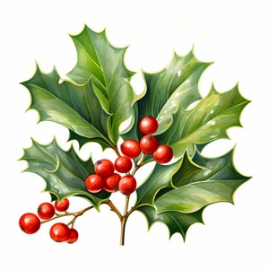 Clipart de bagas de azevinho, cranberry, imagens de azevinho de Natal, 10 clipart em aquarela, JPGs para impressão, download instantâneo, uso comercial