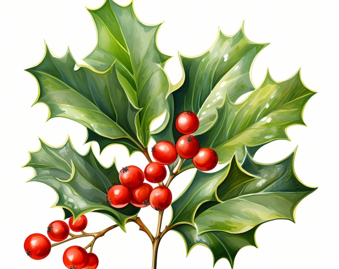 Holly Berries Clipart, Cranberry, Christmas Holly Images, 10 Watercolor Clip Art, Printable JPGs, Instant Download, Commercial Use