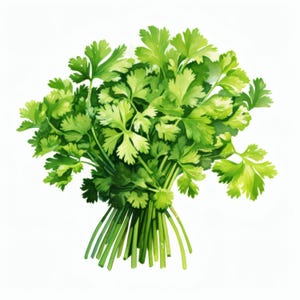 Könnte beinhalten: Eine Aquarellillustration eines frischen Bunds Koriander. Die Blätter sind ein leuchtendes Grün mit hellgrünen Highlights, und die Stiele sind tiefgrün. Der Koriander ist mit einem natürlichen Bindfaden zusammengebunden, was eine ansprechende Präsentation ergibt.