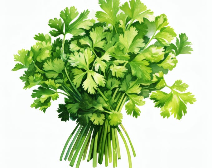 Parsley Clipart, Fresh Herb Bunch Images, 10 Watercolor Clip Art, Printable JPGs, Instant Download, Commercial Use, Paper craft