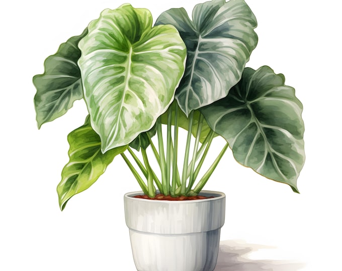 Alocasia Plant Clipart, Houseplants Images, 10 Watercolor Clip Art, Printable JPGs, Instant Download, Commercial Use, Paper craft