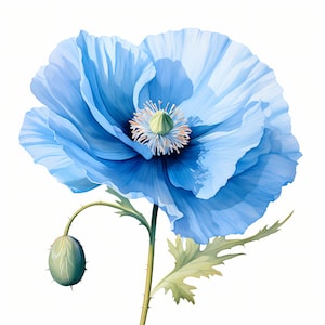 Blue Poppy Clipart, Imagens de papoulas azuis, 10 clipart de aquarela, JPGs para impressão, download instantâneo, uso comercial, artesanato em papel