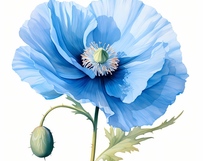 Blue Poppy Clipart, Blue Poppies Images, 10 Watercolor Clip Art, Printable JPGs, Instant Download, Commercial Use, Paper craft