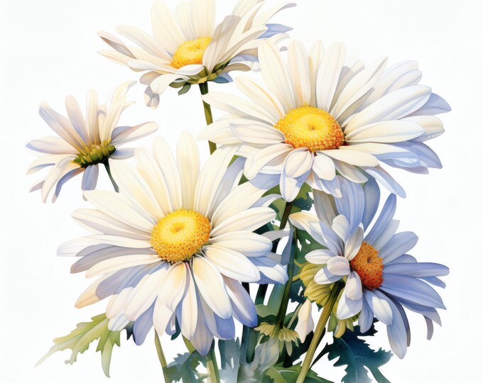 Field Daisy Clipart, White Wildflower Images, 10 Watercolor Clip Art, Printable JPGs, Instant Download, Commercial Use, Paper craft