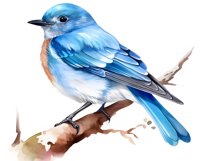 Blue Bird Clipart, Bluebird Images, 10 Watercolor Clip Art, Printable JPGs, Instant Download, Commercial Use, Paper craft
