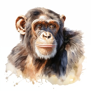 Watercolor Chimpanzee Clipart: Monkey Images (JPG Digital Download)
