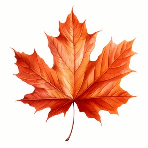 Ahornblatt Clipart, Kanadische Herbstblätter, 10 Aquarell Clip Art, druckbare JPGs, Sofort Download, kommerzielle Nutzung, Papiermodell