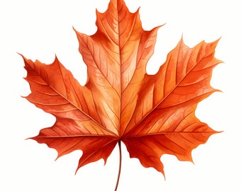 Maple Leaf Clipart, Canadian Autumn Leaves Images, 10 Watercolor Clip Art, Printable JPGs, Instant Download, Commercial Use, Paper craft