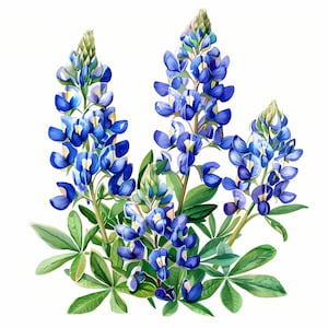 May include: A bouquet of bluebonnet flowers with green leaves. The flowers are arranged in a cluster, with the blooms facing outwards. The flowers are a vibrant blue color, and the leaves are a deep green.