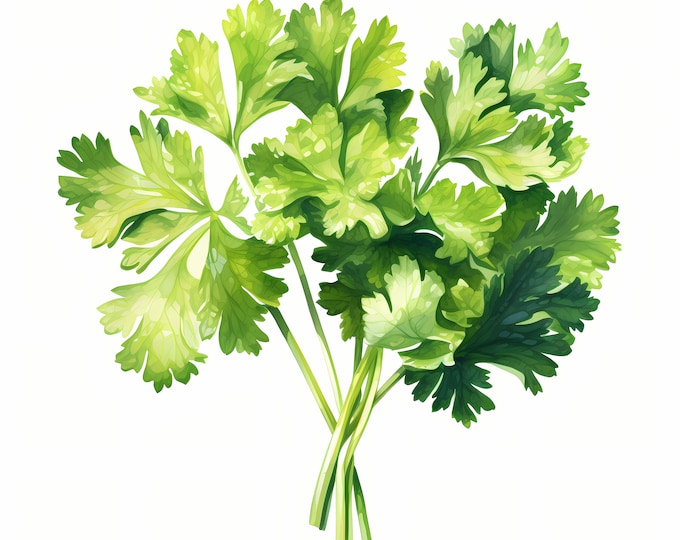 Parsley Clipart, Kitchen Herbs Images, 10 Watercolor Clip Art, Printable JPGs, Instant Download, Commercial Use, Paper craft