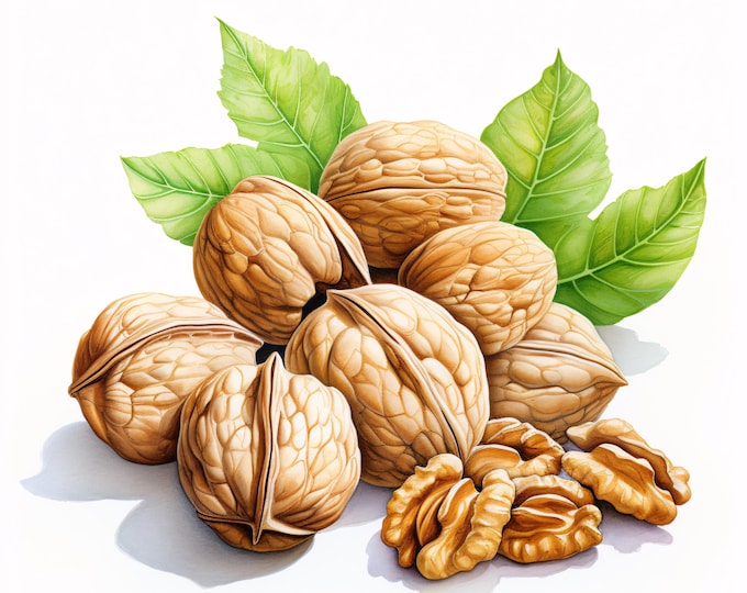 Walnuts Clipart, Nut Food Images, 10 Watercolor Clip Art, Printable JPGs, Instant Download, Kitchen Paper Craft
