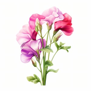 Sweet Pea Clipart, Sweet Pea Blumen Bilder, 10 Aquarell Clip Art, druckbare JPGs, Sofort Download, kommerzielle Nutzung, Papiermodell