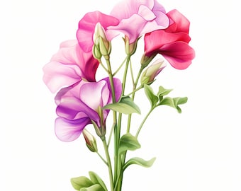 Sweet Pea Clipart, Sweet Pea Flowers Images, 10 Watercolor Clip Art, Printable JPGs, Instant Download, Commercial Use, Paper craft