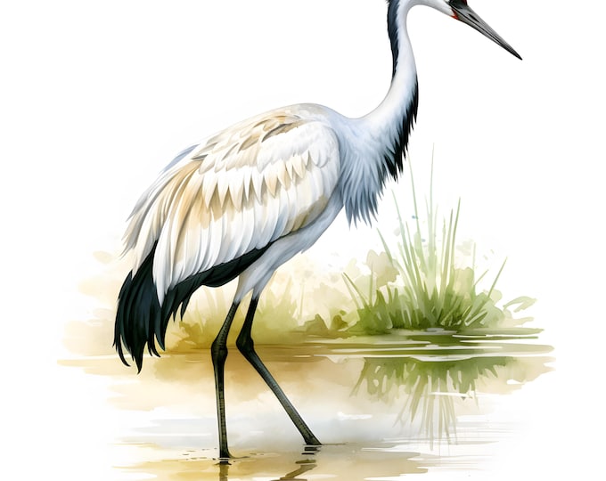 Japanese Crane Clipart, Coastal Birds Images, 10 Watercolor Clip Art, Printable JPGs, Instant Download, Commercial Use, Paper craft
