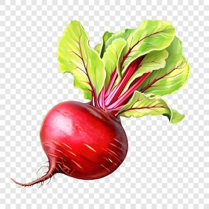 Puede incluir: Ilustración detallada de una remolacha. La raíz bulbosa es de un color rojo intenso, con finas líneas. Las hojas verdes tienen venas rojas. La imagen está sobre un fondo transparente, resaltando los colores y texturas naturales de la remolacha.