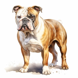 English Bulldog Clipart, British Bulldog Dog Images, 10 Watercolor Clip Art, Printable JPGs, Instant Download, Commercial Use, Paper craft