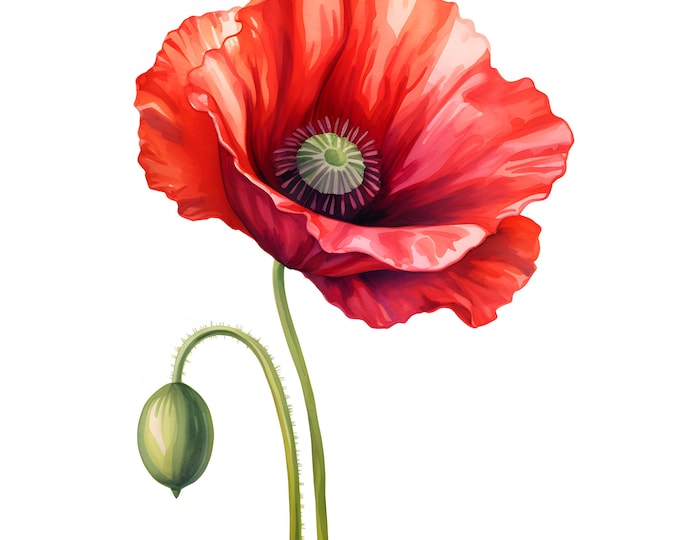 Red Poppy Clipart, Poppy Red Flower Images, 10 Watercolor Clip Art, Printable JPGs, Instant Download, Commercial Use, Paper craft