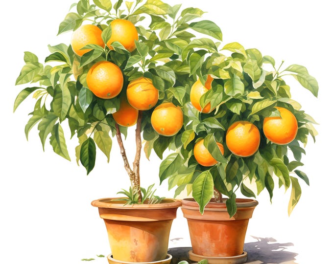 Orange Trees Clipart, Orange In Pot Images, 10 Watercolor Clip Art, Printable JPGs, Instant Download, Commercial Use, Paper craft