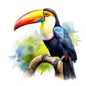Tucano Clipart, Imagens de pássaros tropicais, 10 aquarelas Clip Art, JPGs imprimíveis, Download instantâneo, Uso comercial, Papel artesanal