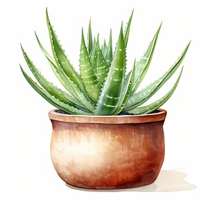 Aloe Vera Clipart, Aloe Vera in Pot Images, 10 Watercolor Clip Art, Printable JPGs, Instant Download, Commercial Use, Paper craft