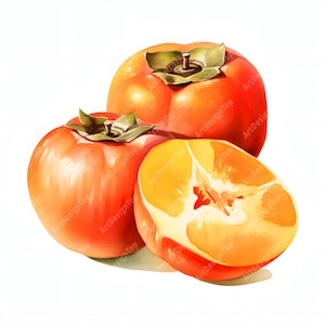 Clipart de fruits kaki, Images de kaki, 10 cliparts aquarelle, fichiers JPG imprimables, téléchargement immédiat, usage commercial, créations en papier
