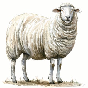 Clipart di pecore, Immagini di pecore, 10 Clip Art ad acquerello, JPG stampabili, Download immediato, Uso commerciale, Artigianato di carta