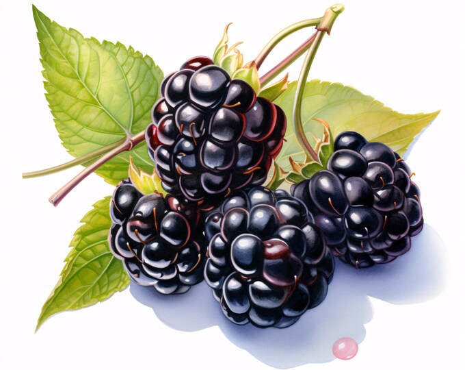 Watercolor Blackberry Clipart: Purple Fruit JPG Images for Commercial Use
