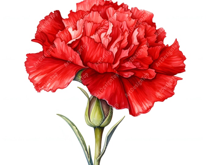 Red Carnation Clipart, Carnation Flowers Images, 10 Watercolor Clip Art, Printable JPGs, Instant Download, Commercial Use, Paper craft