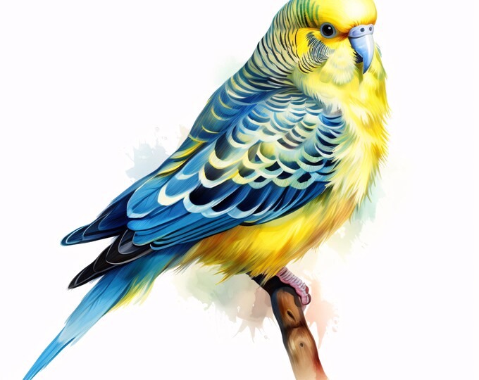 Parakeet Clipart, Budgerigar Bird Images, 10 Watercolor Clip Art, Printable JPGs, Instant Download, Commercial Use, Paper Craft