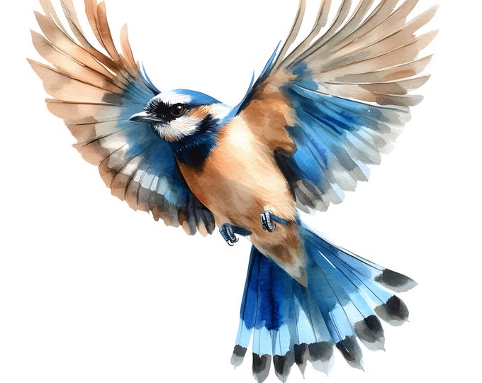 Eurasian Jay Clipart, Flying Eurasian Jay Images, 10 Watercolor Clip Art, Printable JPGs, Instant Download, Commercial Use, Paper craft