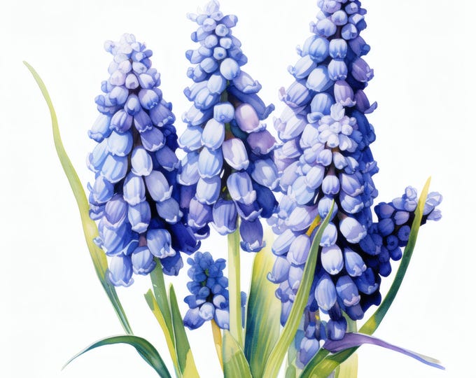 Grape Hyacinth Clipart, Blue Flower Images, 10 Watercolor Clip Art, Printable JPGs, Instant Download, Commercial Use, Paper Craft