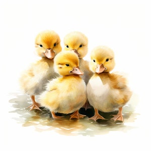 Clipart eendjes, afbeeldingen van Fluffy Ducks, 10 aquarel illustraties, afdrukbare JPG's, Instant Download, Commercieel gebruik, Papercraft