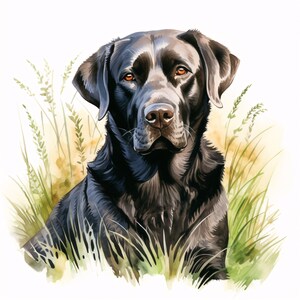 Clipart Labrador nero, Immagini Labrador Retriever, 10 ClipArt ad acquerello, JPG stampabili, Download istantaneo, Uso commerciale, Mestiere con la carta