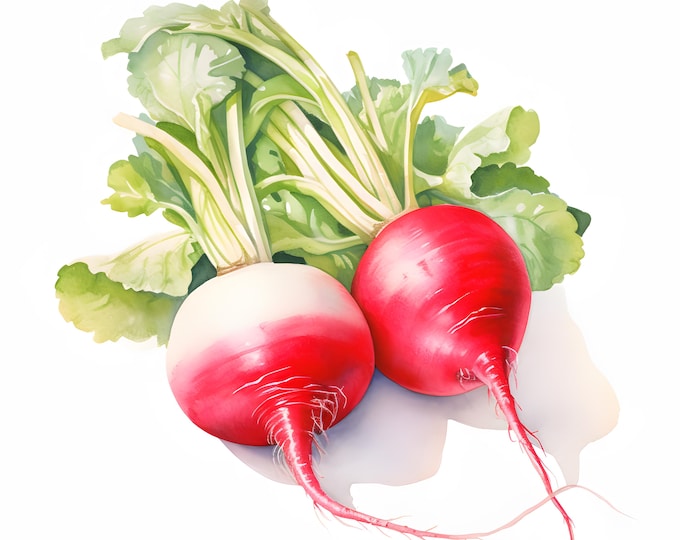 Radish Clipart, Farm Radish Images, 10 Watercolor Clip Art, Printable JPGs, Instant Download, Commercial Use, Paper craft