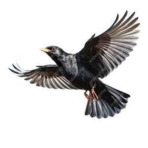 Clipart vliegende merel, afbeeldingen Black Bird, 10 aquarel illustraties, afdrukbare JPG's, Instant Download, Commercieel gebruik, Papercraft