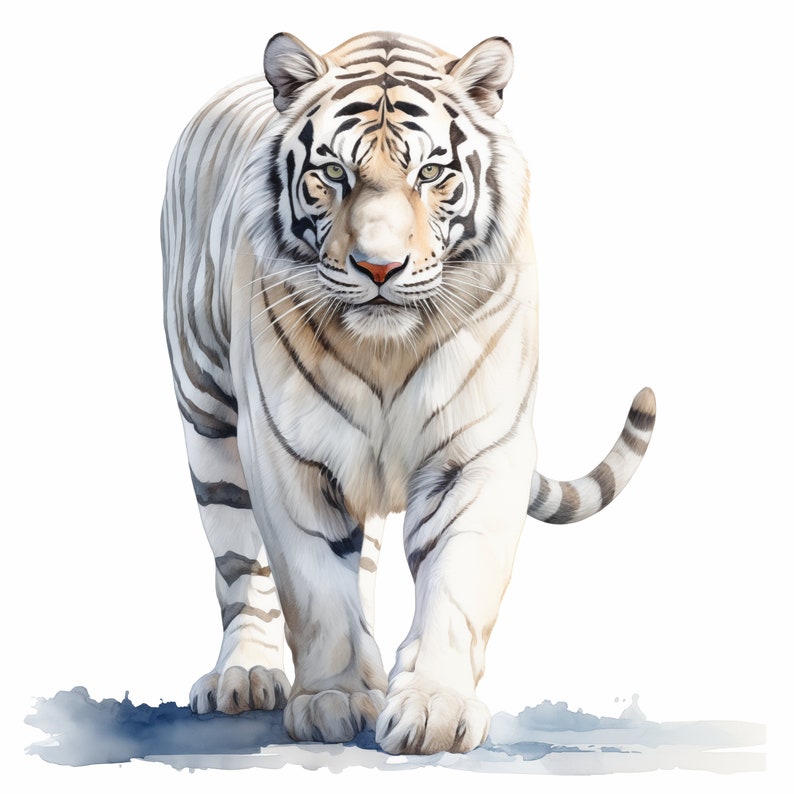 White Tiger Clipart, Cute White Tiger Images, 10 Watercolor Clip Art